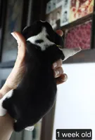 Cooper, a male Beagle for sale in Susanville, CA – Photo 3 of 4