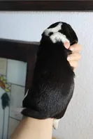 Cooper, a male Beagle for sale in Susanville, CA – Photo 4 of 4