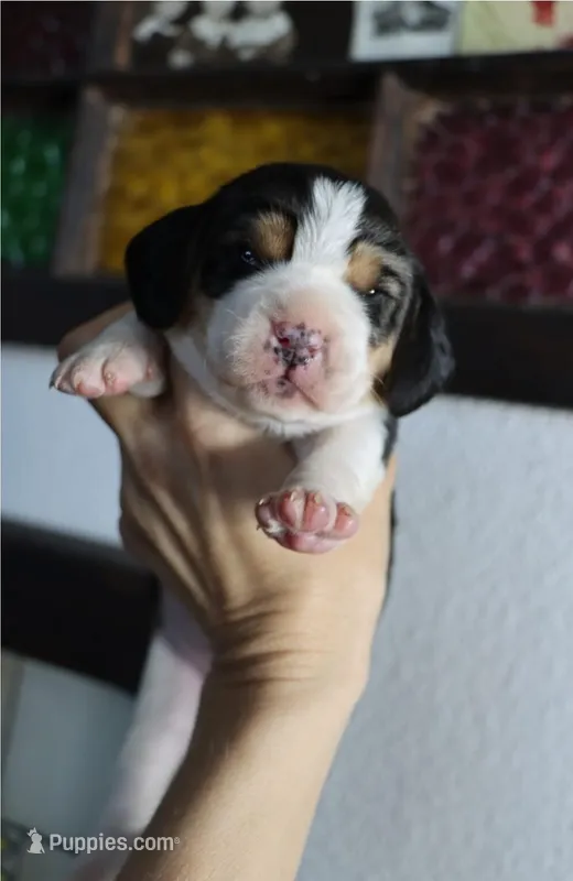 Cooper – Beagle puppy for sale in Susanville, CA