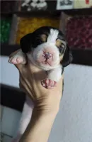 Cooper, a male Beagle for sale in Susanville, CA – Photo 1 of 4