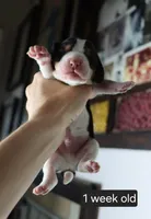 Cooper, a male Beagle for sale in Susanville, CA – Photo 2 of 4