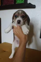 Autumn, a male Beagle for sale in Susanville, CA – Photo 3 of 10