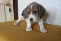 Autumn, a male Beagle for sale in Susanville, CA – Photo 2 of 10