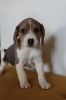 Autumn, a male Beagle for sale in Susanville, CA – Photo 10 of 10