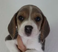 Autumn, a male Beagle for sale in Susanville, CA – Photo 9 of 10