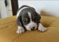 Autumn, a male Beagle for sale in Susanville, CA – Photo 8 of 10