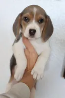 Autumn, a male Beagle for sale in Susanville, CA – Photo 1 of 10