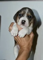 Autumn, a male Beagle for sale in Susanville, CA – Photo 5 of 10