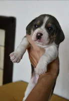 Autumn, a male Beagle for sale in Susanville, CA – Photo 6 of 10