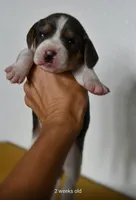 Autumn, a male Beagle for sale in Susanville, CA – Photo 7 of 10
