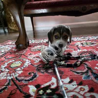 Peace, a female Beagle for sale in Susanville, CA – Photo 8 of 9
