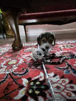 Peace, a female Beagle for sale in Susanville, CA – Photo 8 of 9