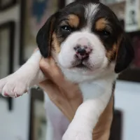 Peace, a female Beagle for sale in Susanville, CA – Photo 4 of 9