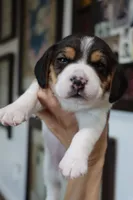 Peace, a female Beagle for sale in Susanville, CA – Photo 4 of 9