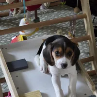 Peace, a female Beagle for sale in Susanville, CA – Photo 1 of 9