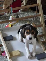 Peace, a female Beagle for sale in Susanville, CA – Photo 1 of 9