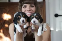 Peace, a female Beagle for sale in Susanville, CA – Photo 9 of 9