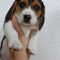 Peace, a female Beagle for sale in Susanville, CA – Photo 7 of 9