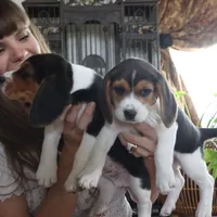 Peace, a female Beagle for sale in Susanville, CA – Photo 6 of 9