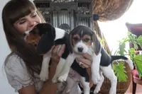 Peace, a female Beagle for sale in Susanville, CA – Photo 6 of 9