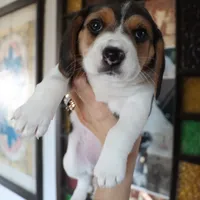 Peace, a female Beagle for sale in Susanville, CA – Photo 5 of 9