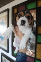 Peace, a female Beagle for sale in Susanville, CA – Photo 5 of 9