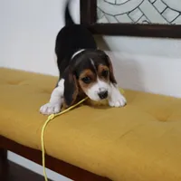 Peace, a female Beagle for sale in Susanville, CA – Photo 3 of 9