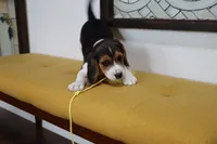 Peace, a female Beagle for sale in Susanville, CA – Photo 3 of 9