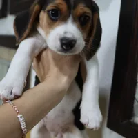 Peace, a female Beagle for sale in Susanville, CA – Photo 2 of 9