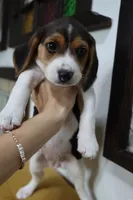 Peace, a female Beagle for sale in Susanville, CA – Photo 2 of 9