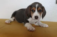 Bruno, a male Beagle for sale in Susanville, CA – Photo 2 of 10