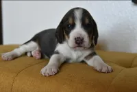 Bruno, a male Beagle for sale in Susanville, CA – Photo 8 of 10