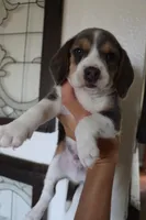 Bruno, a male Beagle for sale in Susanville, CA – Photo 6 of 10