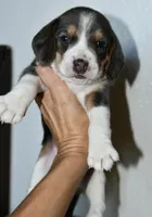 Bruno, a male Beagle for sale in Susanville, CA – Photo 3 of 10