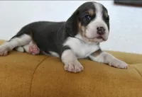 Bruno, a male Beagle for sale in Susanville, CA – Photo 9 of 10