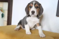 Bruno, a male Beagle for sale in Susanville, CA – Photo 10 of 10