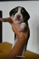 Bruno, a male Beagle for sale in Susanville, CA – Photo 5 of 10