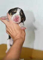 Bruno, a male Beagle for sale in Susanville, CA – Photo 7 of 10