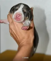 Hazelnut, a male Beagle for sale in Susanville, CA – Photo 7 of 9