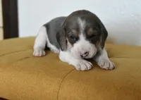 Hazelnut, a male Beagle for sale in Susanville, CA – Photo 6 of 9