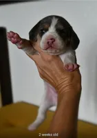 Hazelnut, a male Beagle for sale in Susanville, CA – Photo 4 of 9