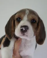 Hazelnut, a male Beagle for sale in Susanville, CA – Photo 9 of 9