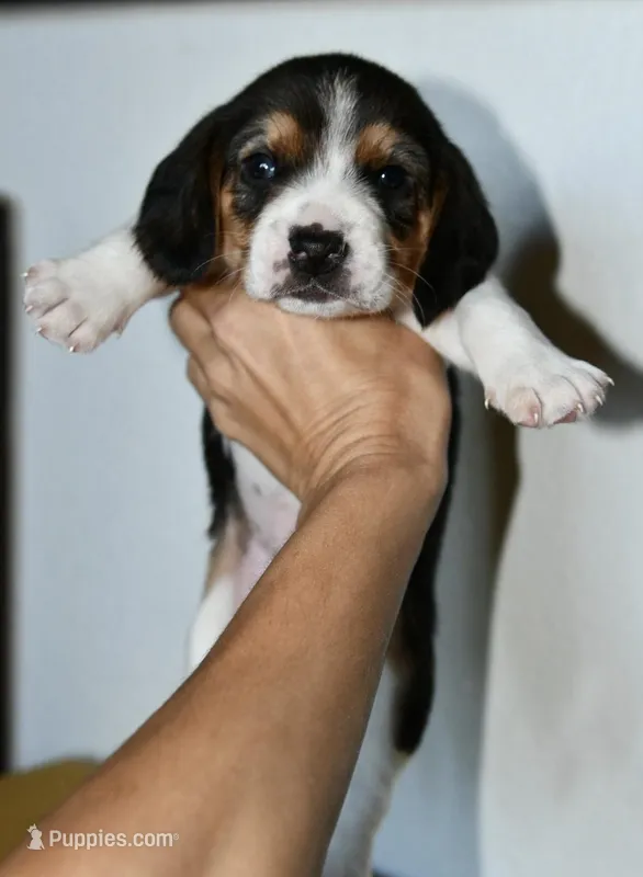 Ash, a male Beagle for sale in Susanville, CA – Photo 1 of 5