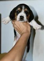 Ash, a male Beagle for sale in Susanville, CA – Photo 1 of 5