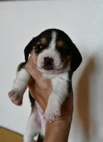 Ash, a male Beagle for sale in Susanville, CA – Photo 5 of 5