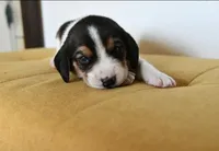 Ash, a male Beagle for sale in Susanville, CA – Photo 2 of 5