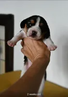 Ash, a male Beagle for sale in Susanville, CA – Photo 3 of 5