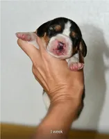 Ash, a male Beagle for sale in Susanville, CA – Photo 4 of 5