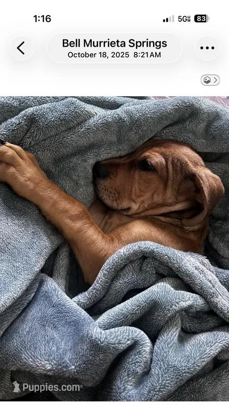 Capone  – German Shepherd Dog, Labrador Retriever puppy for sale in Murrieta, CA