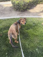 Capone , a male German Shepherd Dog and Labrador Retriever for sale in Murrieta, CA – Photo 9 of 9